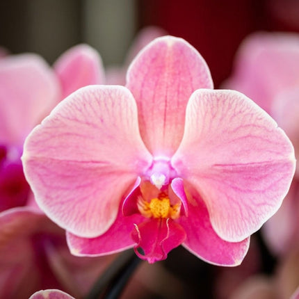 Kolibri Orchids | Combi Deal - 2 Zalmroze Phalaenopsis Orchideeën Niagara Fall Narbonne - Ø12 cm