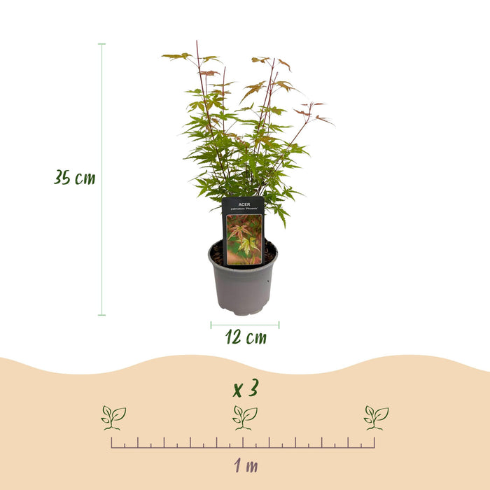 Acer palmatum Phoenix - Rosa - 3 Pflanzen - Laubabwerfend - Pflegeleicht - Topf 12 cm, Höhe 35 cm
