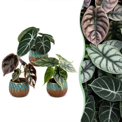 Baby Alocasia Tricolour 3x - Rood - Groen - Zwart - Tropisch - incl. Copper Reef - Ø6cm - ↕12cm