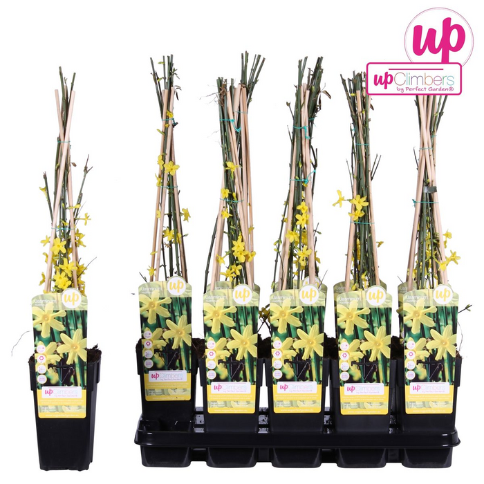 Jasminum nudiflorum - Winterjasmijn - ↕65cm - Ø15cm