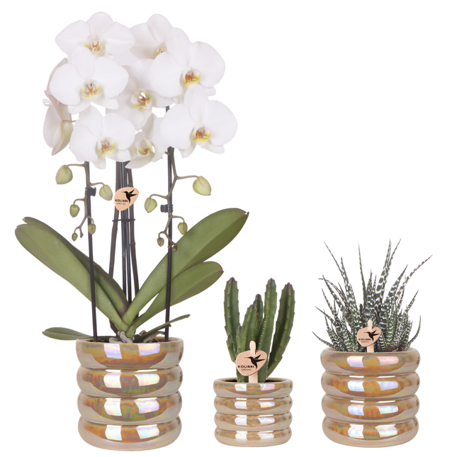 Kolibri Orchids | Plantenset Glow Zand - Witte Phalaenopsis Orchidee Niagara Fall White, Succulent & Stapelia Leendertziae