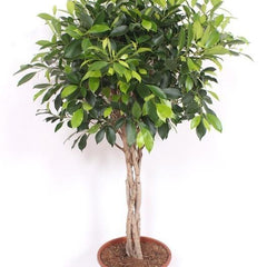 Collection image for: Ficus Nitida