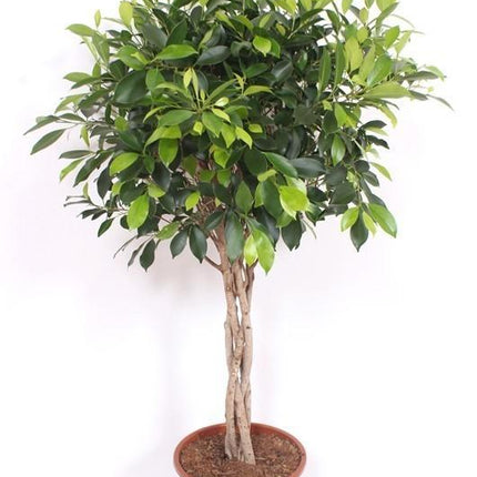 Tronco intrecciato di Ficus Nitida - ↕100cm