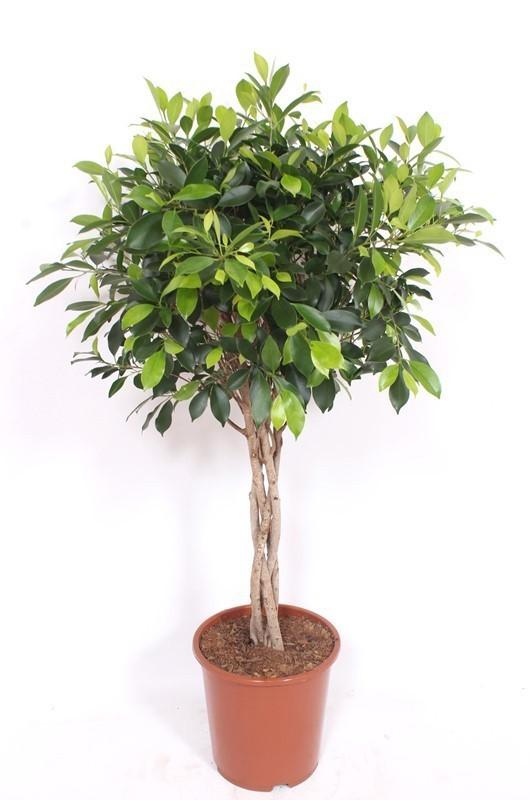 Tronco intrecciato di Ficus Nitida - ↕100cm