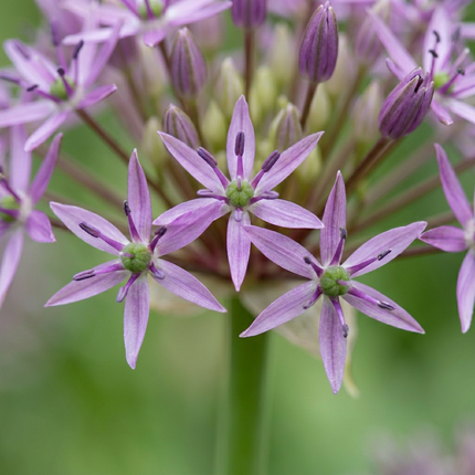 120x Allium Christophii - Bloembollen - Sterrenlook - Paars - Zomerbloeier - Bolmaat 10/12