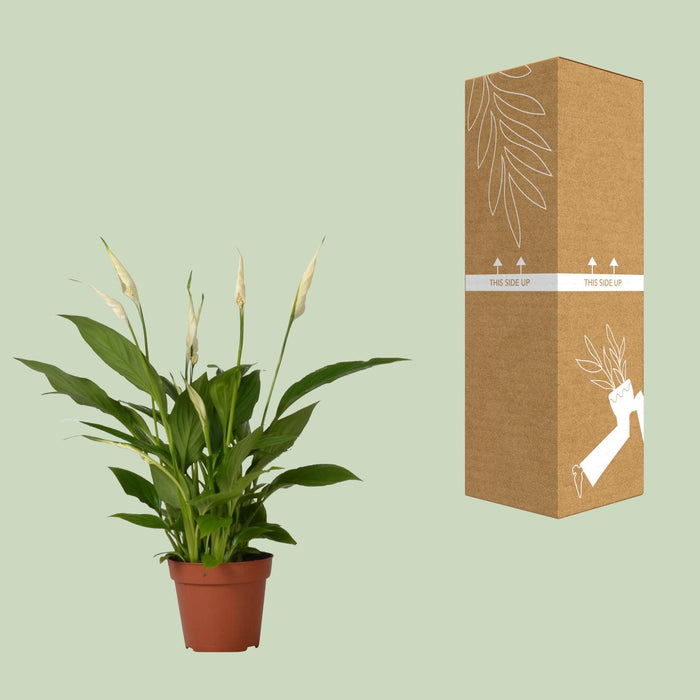 Spathiphyllum Bingo Cupido - Lepelplant - ↕45cm - Ø12cm