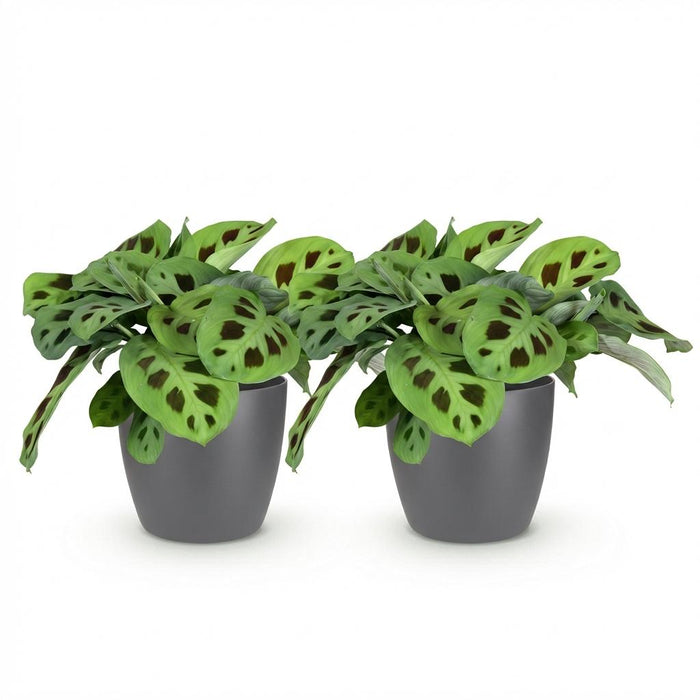 Maranta Fascinator Kerchoveana - Zebraplant - met grijze plantenpotten - ↕25cm - Ø12cm - 2x