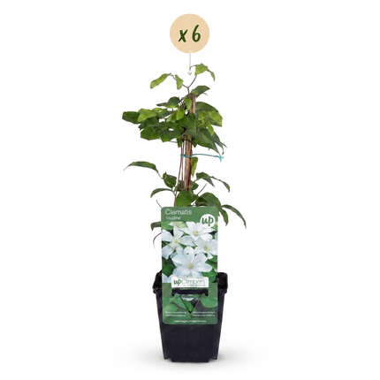 Clematis Jackmanii Huldine - Bosrank 6x - Wit - Klimplant - Ø9cm - ↕35cm