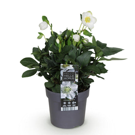 Kerstroos - Helleborus Christmas Carol  - Witte Bloem - ↕30cm - Ø14cm