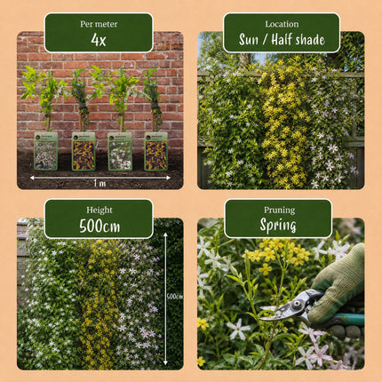 Jasminum Tricolour - Driekleurige jasmijn 12x - Geel - Wit - Roze - Klimplant - Ø9cm - ↕35cm