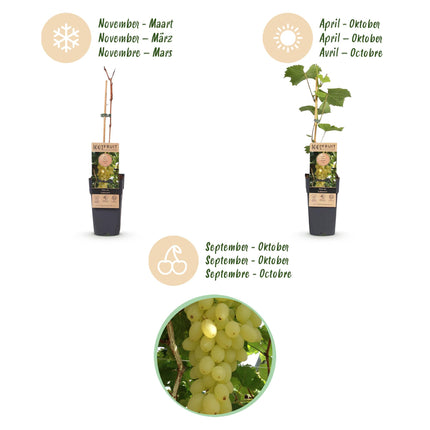Vitis vinifera Lakemont - Vid - Resistente - Uva dorada - 2 plantas - Maceta de 15 cm - Altura 50 cm