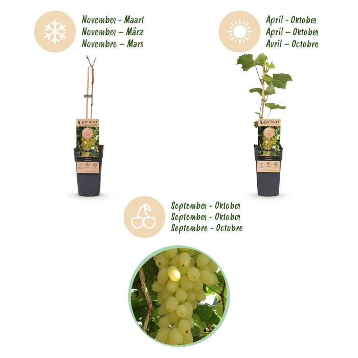 Vitis vinifera Lakemont - Druivenplant - Goudgele Druif - ↕50cm - Ø15cm - 2x