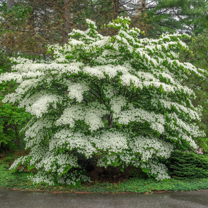 Hartriegel (Cornus florida) – Weiß-rosa Blüten – 1 Pflanze – Laubabwerfend – Pflegeleicht – Topf: 12 cm, Höhe: 35 cm
