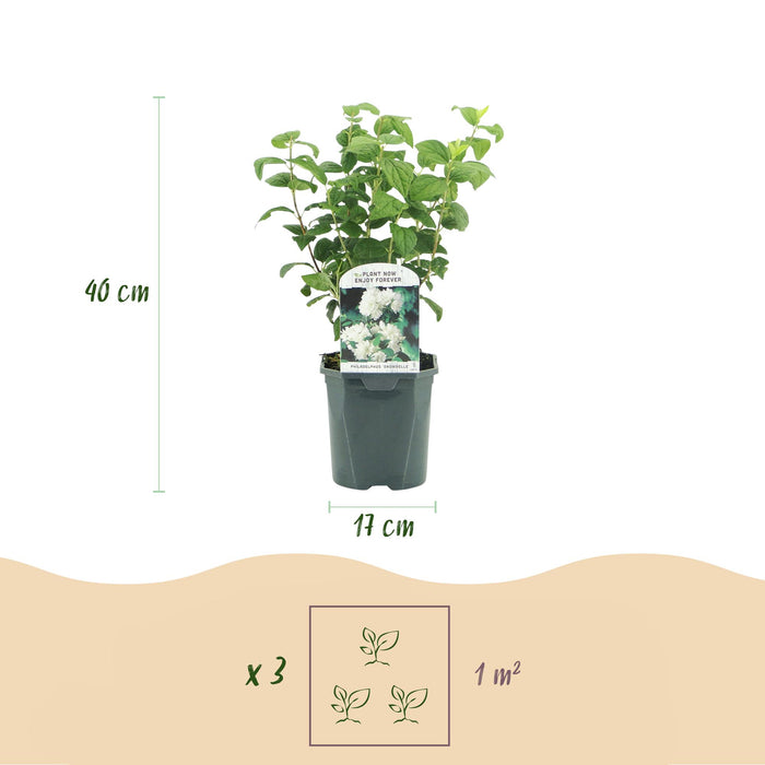 Boerenjasmijn -   Philadelphus Snowbelle - Bloem Wit - 1 Plant - Bladverliezend - Weinig Onderhoud - Pot 17cm Hoogte 45cm
