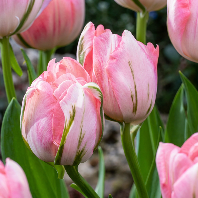 24x Tulipa Double Pink - Bloembollen - Dubbele roze tulp - Roze - Voorjaarsbloeier - Bolmaat 11/12