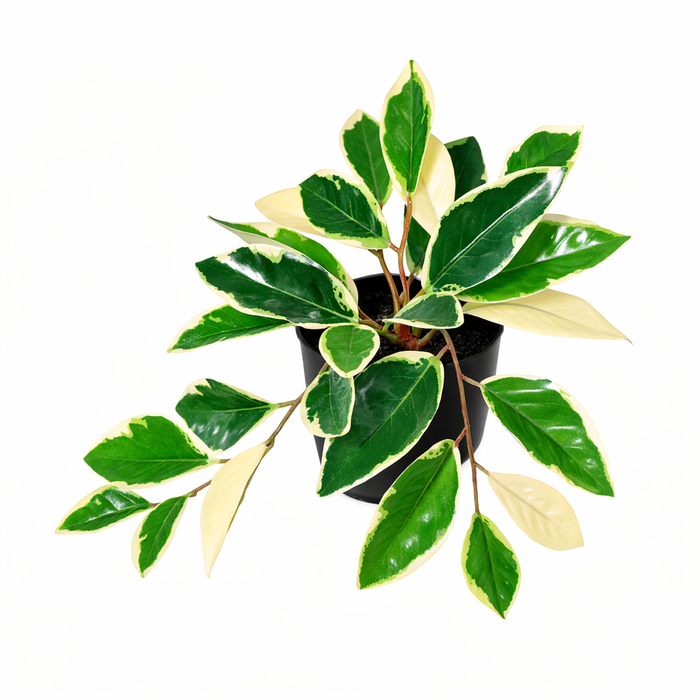 Plante artificielle Hoya Variegata - ↕25cm
