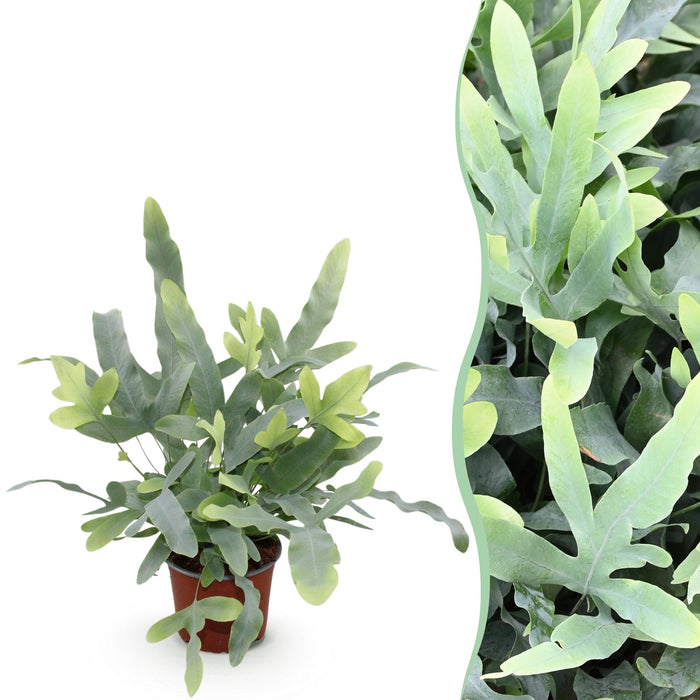 Phlebodium aureum Blå Stjerne - Blå Bregne - ↕25cm - Ø12cm