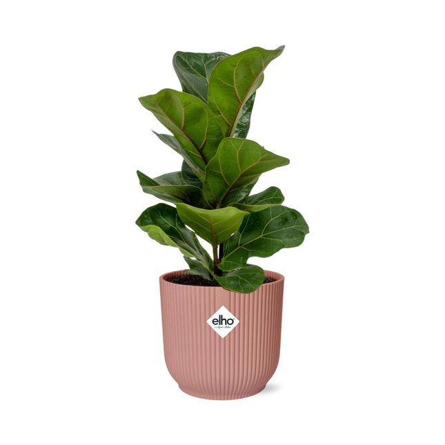 Ficus Lyrata 'Bambino' in rosa elho Vibes Fold - Ø14cm