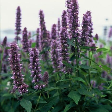 Agastache 'Black Adder' - Dropplant - ↕10-25cm - Ø9cm - 12x