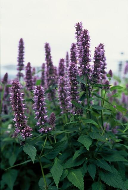 Agastache 'Black Adder' - Dropplant - ↕10-25cm - Ø9cm - 12x