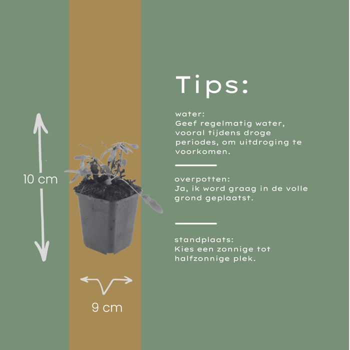 Salvia nemorosa 'Schneehugel' - ↕10-25cm - Ø9cm - 60x