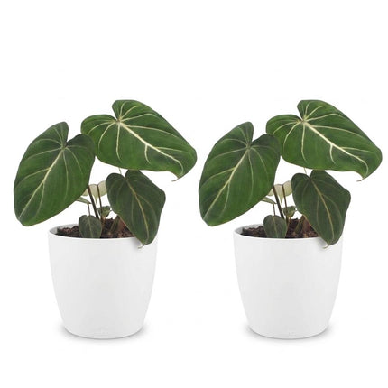 Philodendron Gloriosum - Glorie Philodendron - 2x - met Potter Wit - Pot 12cm - Hoogte 25cm