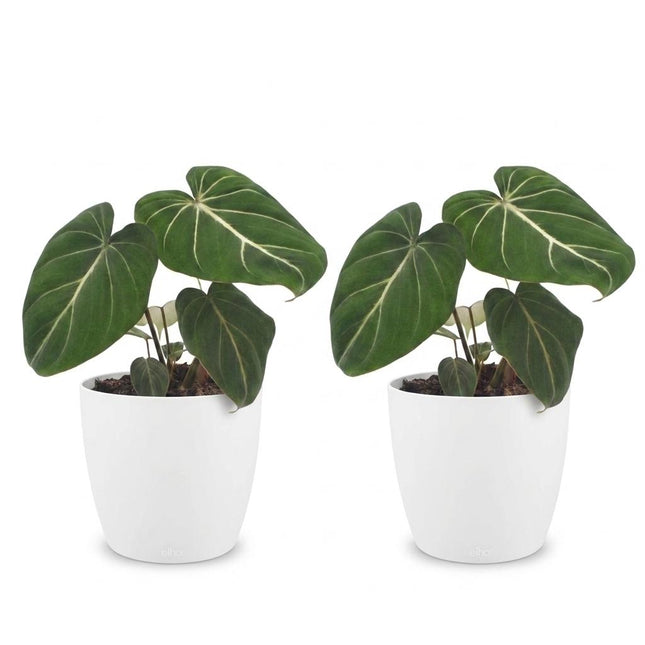Philodendron Gloriosum - Glorie Philodendron - 2x - z Potter White - doniczka 12cm - wysokość 25cm