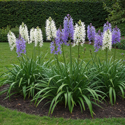 Bulbes de fleurs - Camassia Leichtlinii Mix - Couleur violet et blanc - 5 bulbes - Calibre 12/14 - Paquet XXL