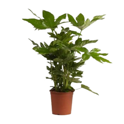 Fatsia Japonica - Fingerplant - ↕40cm - Ø17cm
