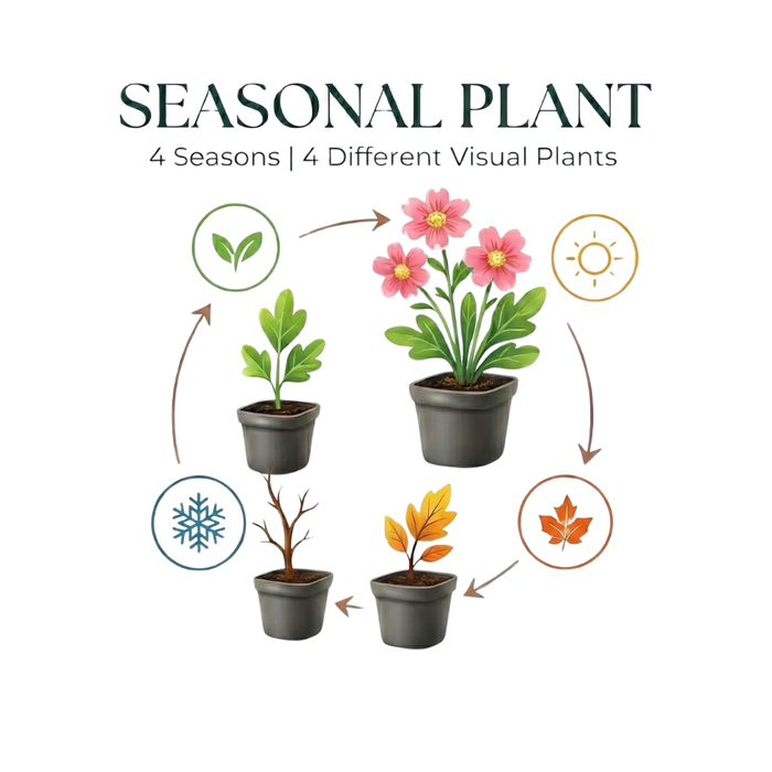 Astrantia major - Zeeuws knoopje - ↕10-25cm - Ø9cm - 48x