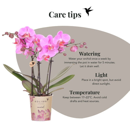 Kolibri Orchids | Combi Deal - 2 Roze-Paarse Phalaenopsis Orchideeën Mineral Frederikstad - Ø9 cm