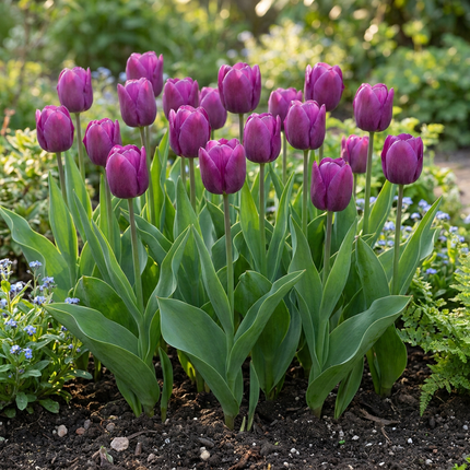 60x Tulipa Triumph Purple - Bloembollen - Triomftulp - Paars - Voorjaarsbloeier - Bolmaat 11/12