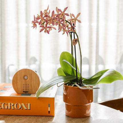 Kolibri Orchids | Plantenset Timeless Cognac - Phalaenopsis Orchidee Diamond Spider & Succulent & Beaucarnea