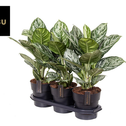Aglaonema Jungle Silver - ↕60cm - Ø19cm