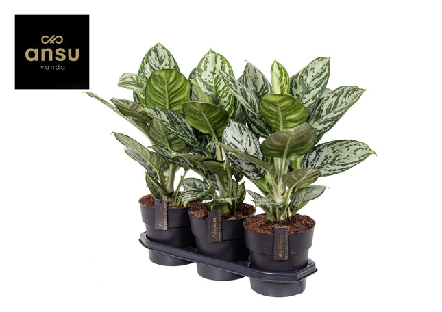 Aglaonema Jungle Silver - ↕60cm - Ø19cm