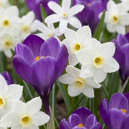 50x Bollenschadutuin - Bloembollen - Diversen - Zomerbloeier - Bolmaat 10/12