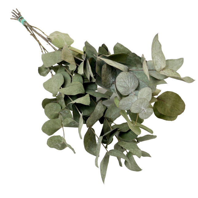 Flores secas - Eucalyptus Cinerea - 6 ramos - ↕50cm