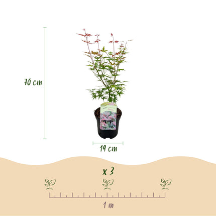 Japanischer Ahorn (Acer palmatum 'Phoenix') - Rosa - ↕70 cm - Ø19 cm