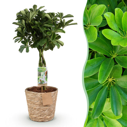 Schefflera Nora - Vingerboom - ↕70-80cm - Ø21cm