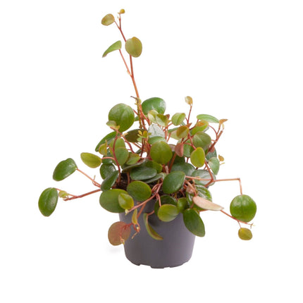 Peperomia Pepperspot - Peperomia Pepperspot - Groen - Rood - Tropisch - Ø6cm - ↕10cm