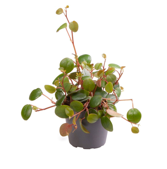 Peperomia Pepperspot - Peperomia Pepperspot - Groen - Rood - Tropisch - Ø6cm - ↕10cm
