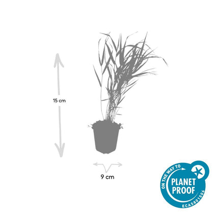 Hakonechloa Macra - Japans Berggras - ↕10-25cm - Ø9cm - 12x