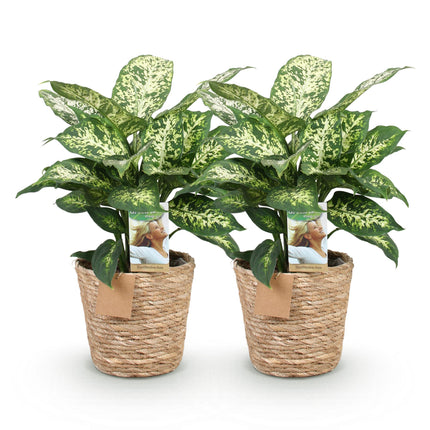 Dieffenbachia Compacta - with basket - ↕45-50cm - Ø17cm - 2x