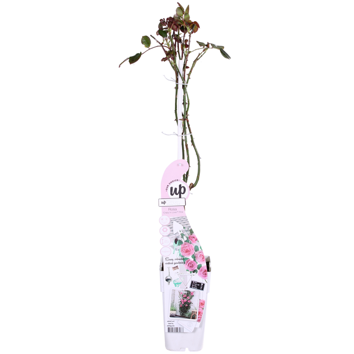 Rosa Crazy in love 'Pink' - Roze Roos - ↕65cm - Ø15cm