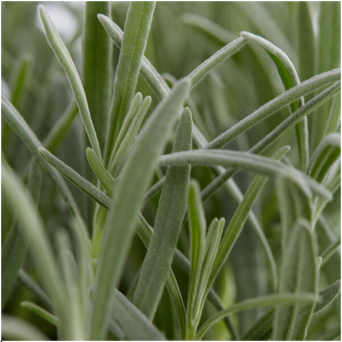 Lavendel Angustifolia - ↕15cm - Ø7cm - 12x