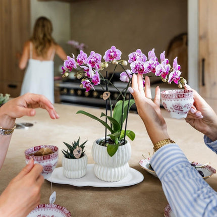 Kolibri Orchids | Combi Deal - 4 Roze-Paarse Phalaenopsis Orchideeën Diamond El Salvador - Ø9 cm