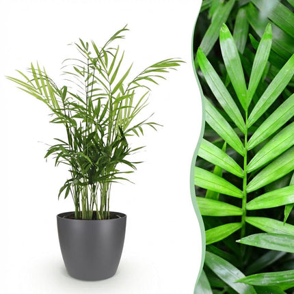 Chamaedorea elegans - Golden Palm - with grey plant pot - ↕15cm - Ø12cm