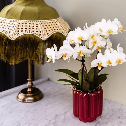 Kolibri Orchids | Combi Deal - 4 Witte Phalaenopsis Orchideeën Blossom Lausanne - Ø9 cm