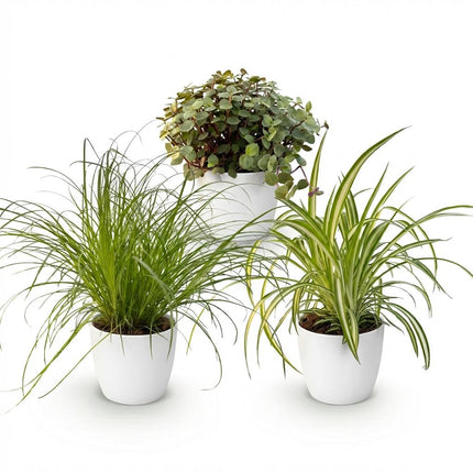 Caja para plantas - Cyperus - Callisia - Chlorophytum - con macetas blancas - ↕20cm - Ø12cm - 3x