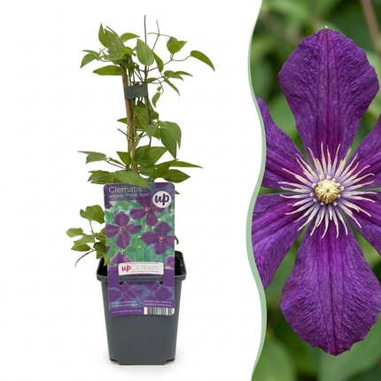 Clematis Viticella Polish Spirit - Bosrank 6x - Paars - Klimplant - Ø9cm - ↕35cm